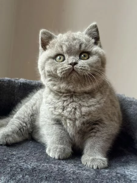 BELLISSIMI Gatti British shorthair | Foto 0