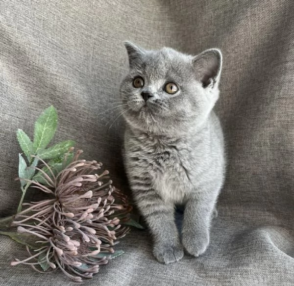 British shorthair maschio e femmina | Foto 0