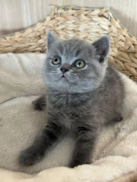 British Shorthair maschio e femmina | Foto 0