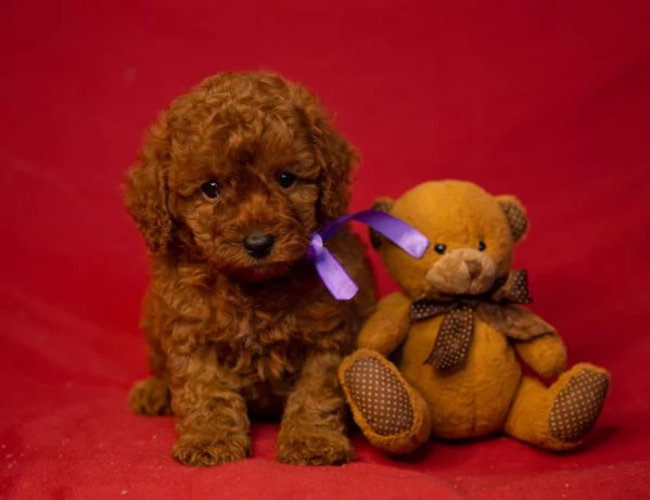 Barboncino toy maschio e femmina