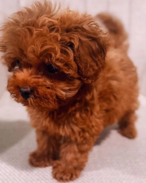Cuccioli di Barboncino Toy