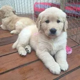 Cuccioli di golden retriever Bianchi | Foto 0