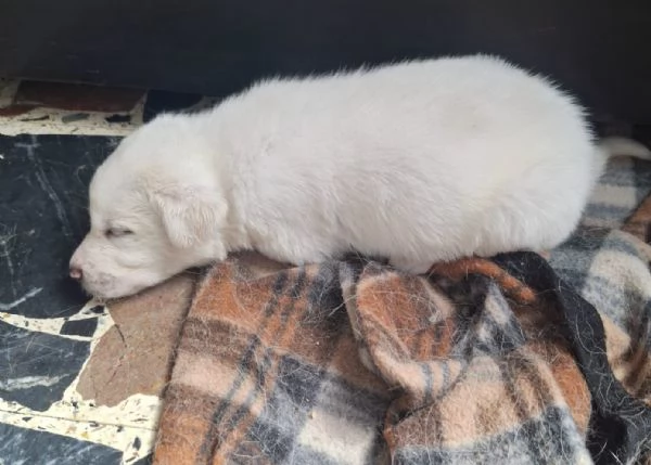 Regalo cuccioli di maremmano 