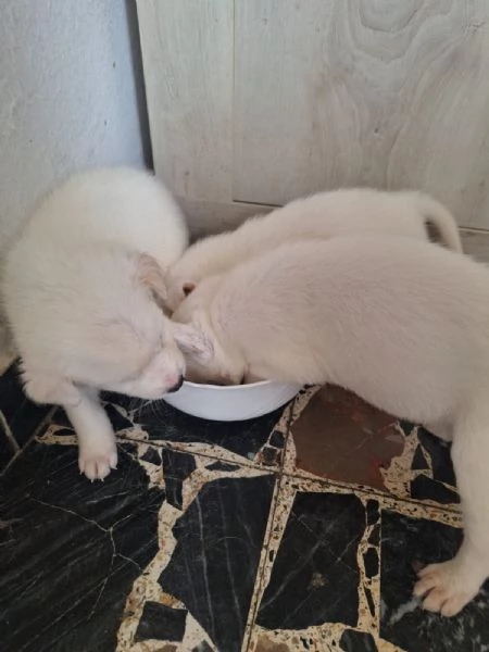 Regalo cuccioli di maremmano  | Foto 5