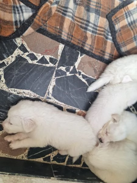 Regalo cuccioli di maremmano  | Foto 4