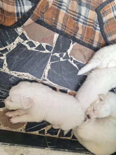 Regalo cuccioli di maremmano  | Foto 3