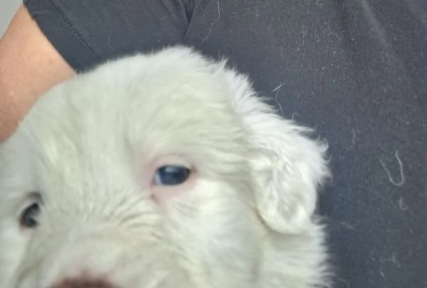 Regalo cuccioli di maremmano  | Foto 2