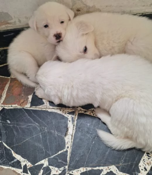 Regalo cuccioli di maremmano  | Foto 0