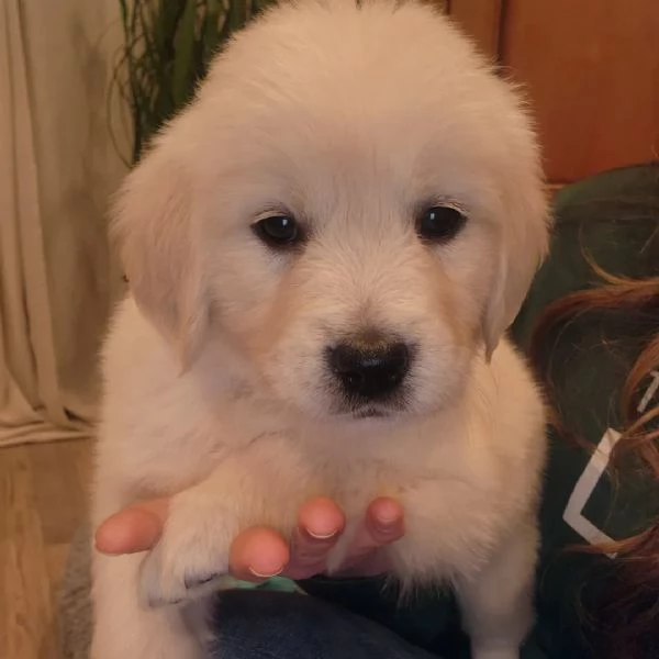 Cucciole di Golden retriever di circa 3 mesi