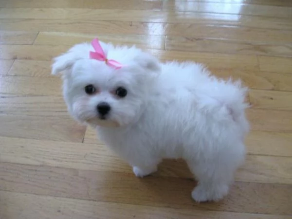 Regalo di cuccioli di Bichon Maltese