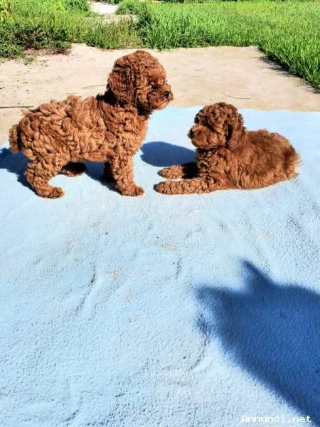 Barboncini fulvi toy e nani con Pedigree