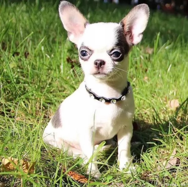 Chihuahua femmina pedigree Enci 