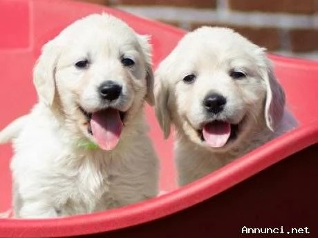 Cuccioli Golden Retriver 100 inglese con pedigree