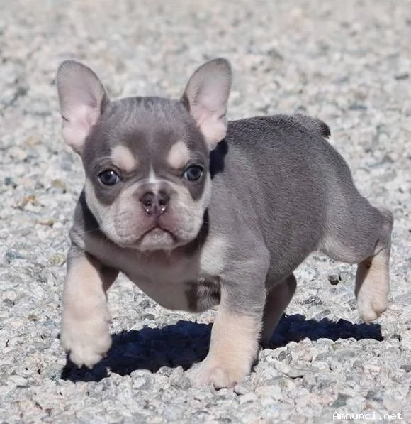 Bouledogue Francese con Pedigree