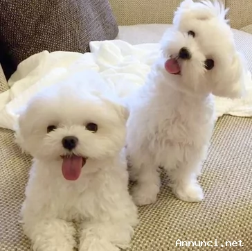 Cuccioli maltese taglia Mini 