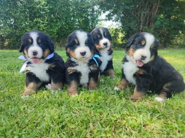 Cuccioli bovaro del bernese meravigliosi
