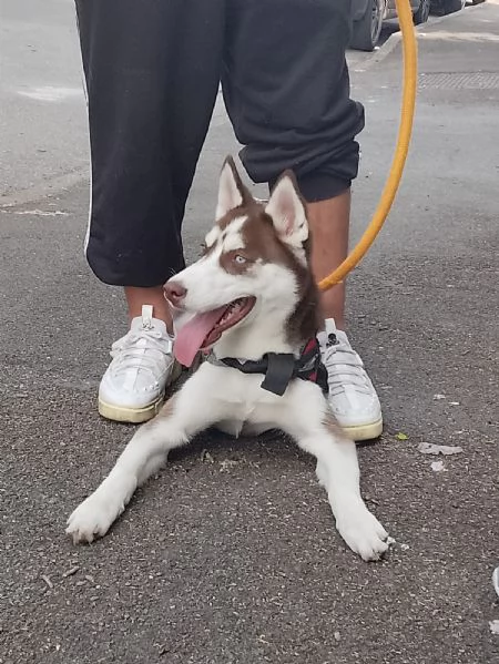 Cucciola 6 mesi razza husky siberiano  | Foto 2