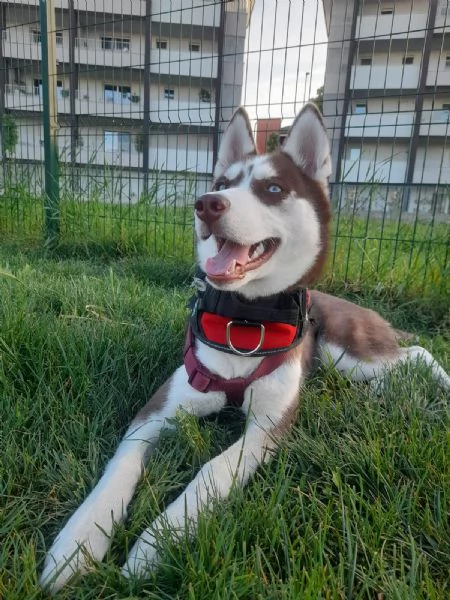 Cucciola 6 mesi razza husky siberiano  | Foto 1