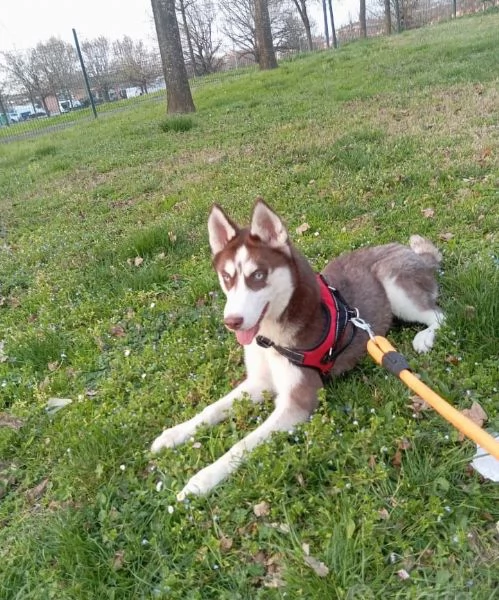 Cucciola 6 mesi razza husky siberiano  | Foto 0