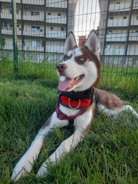 Cucciola 6 mesi razza husky siberiano 