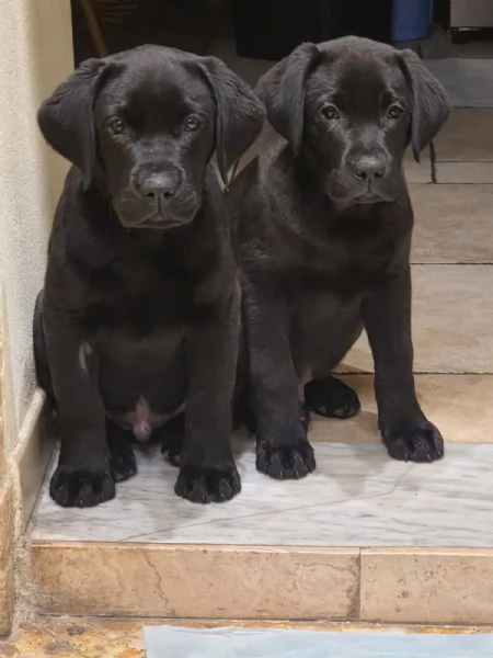 Cuccioli di Labrador Retriever neri