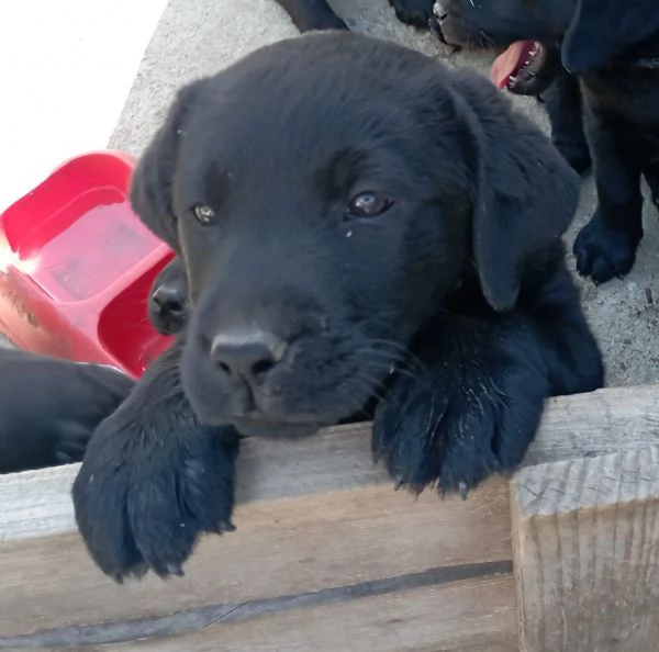 Cuccioli di Labrador Retriever neri | Foto 2