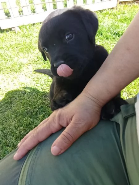 Cuccioli di Labrador Retriever neri | Foto 1
