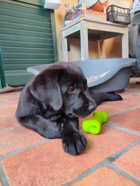Cuccioli di Labrador Retriever neri | Foto 0