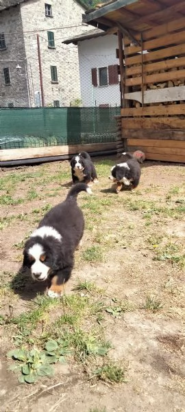 Cuccioli bovaro del bernese 
