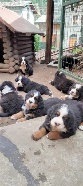 Cuccioli bovaro del bernese  | Foto 3
