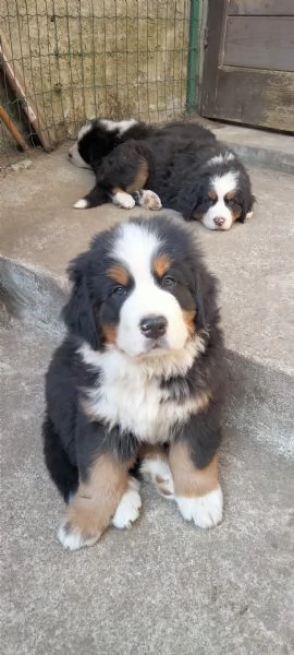 Cuccioli bovaro del bernese  | Foto 2