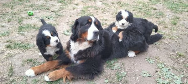 Cuccioli bovaro del bernese  | Foto 1