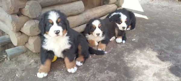 Cuccioli bovaro del bernese  | Foto 0