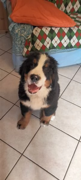 Cucciolo di bovaro del bernese 