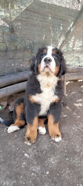 Cucciolo di bovaro del bernese  | Foto 2