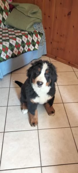 Cucciolo di bovaro del bernese  | Foto 1