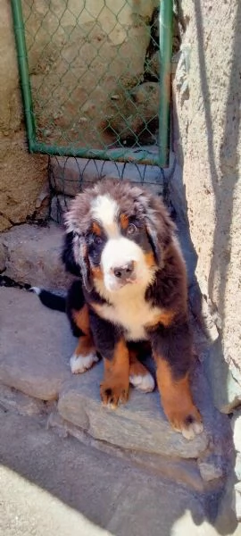 Cucciolo di bovaro del bernese  | Foto 0