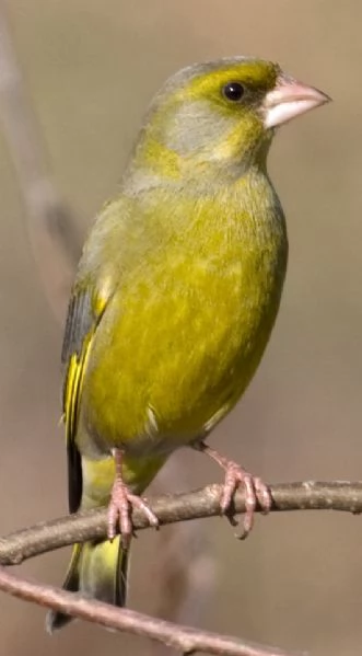 Canarino Singer
