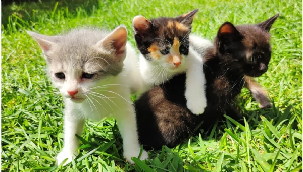 Gattini dolcissimi in regalo  | Foto 2
