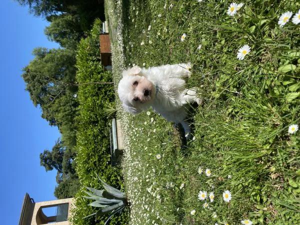 Maltese maschio cucciolo