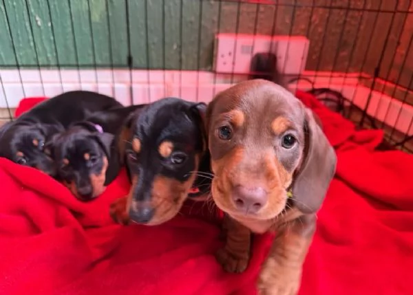 Cuccioli di Bassotto