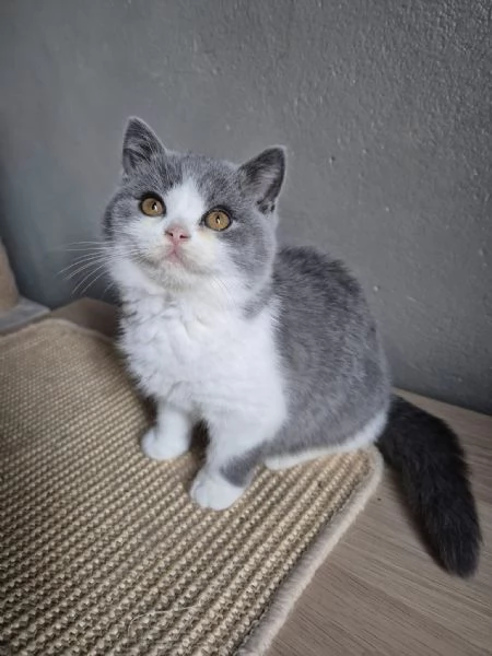 Gattini British Shorthair