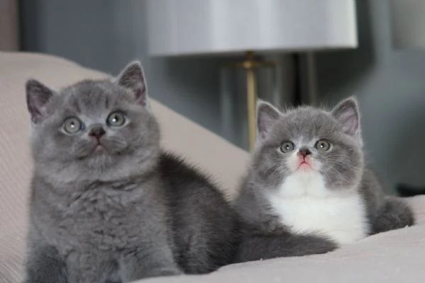 Gatti British shorthair