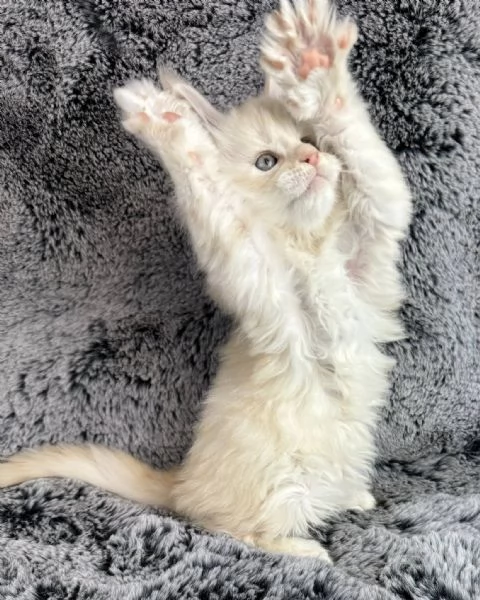 Maine Coon disponibili