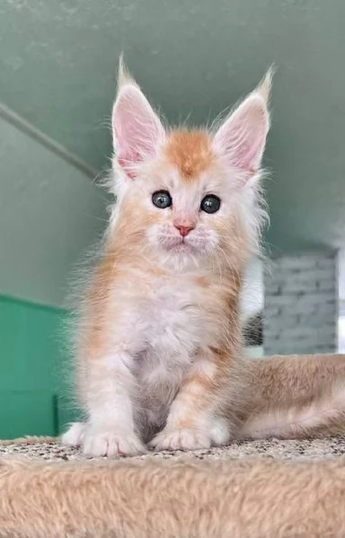 Maine Coon Gattini di Razza Purezza  Disponibili Subito