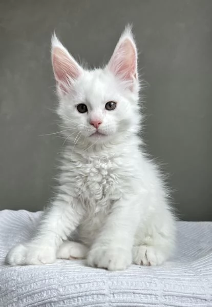 Gattini Maine CoonAmorevoli e Giocherelloni | Foto 0