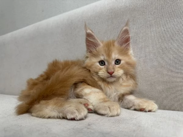 Cuccioli di Maine coon