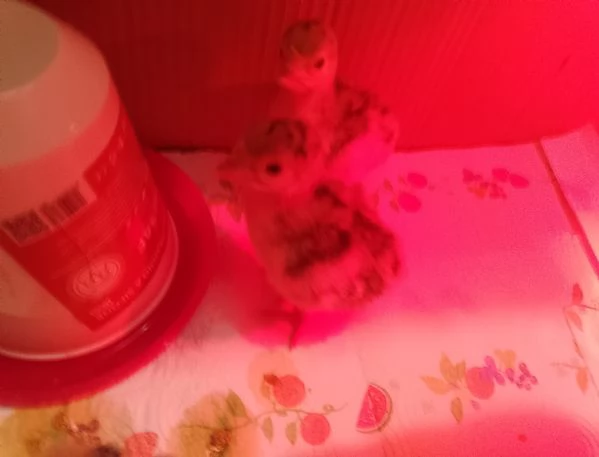Vendesi pulcini di tacchino  | Foto 0