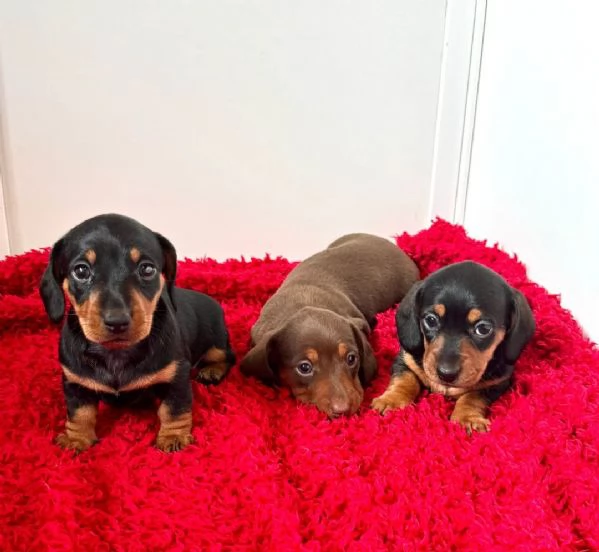 Cucciole di Bassotto Nano | Foto 1