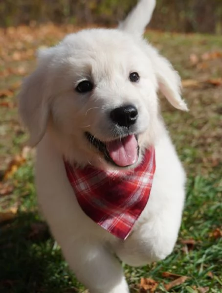 Cuccioli di golden retriever Bianchi | Foto 0